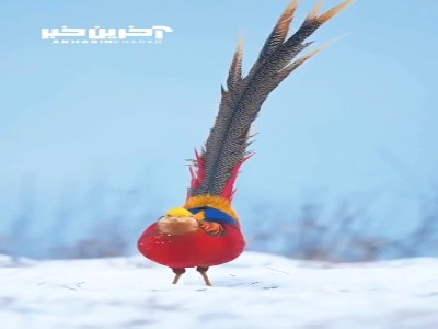 پرنده ای بسیار زیبا با رنگ آمیزی خیره کننده
