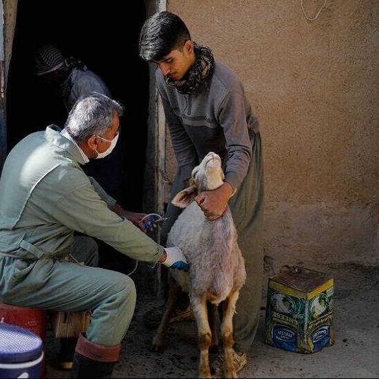 ۳۲۶ هزار رأس دام در کردستان علیه بیماری تب مالت واکسینه شد