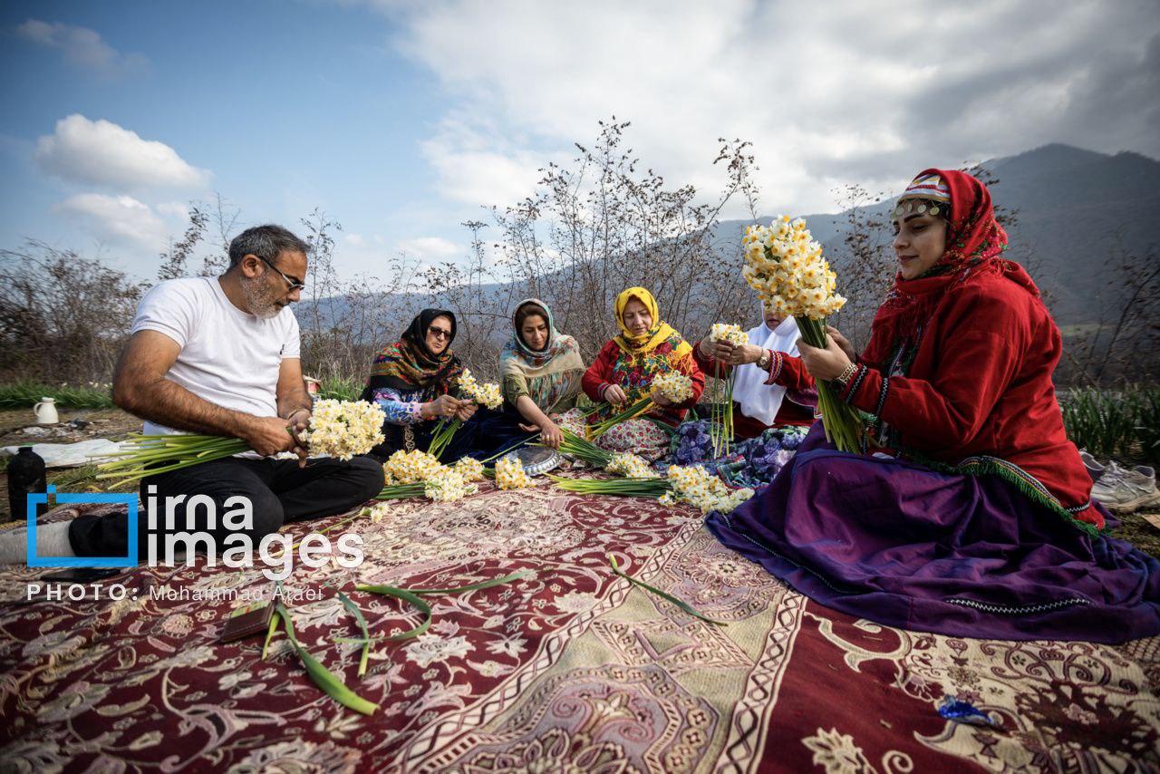 برداشت گل نرگس در مزارع روستای شیر آباد گلستان