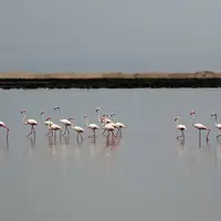  زندگی روزمرهٔ پرندگان در تالاب کَمجان استان فارس