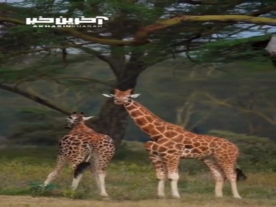 نمایی زیبا از زرافه ای نادر