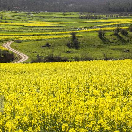 افزایش ۱۰۰ درصدی سطح زیر کشت کلزا در قم