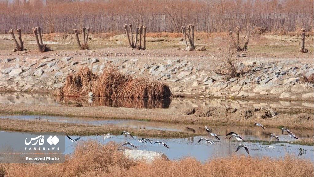 سرشماری پرندگان مسیر رودخانه زاینده‌رود تا تالاب گاوخونی