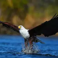 لحظه دیدنی شکار ماهی توسط عقاب!