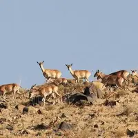 افزایش آهوان در پارک ملی بمو شیراز