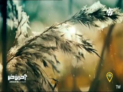 نماهنگ «شاخه گل» را با صدای کسری زاهدی ببینید