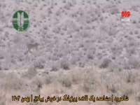 مشاهده یک قلاده یوزپلنگ در خوش ییلاق شاهرود