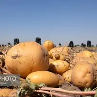 ورود تعزیرات کرمانشاه به التهاب بازار «سیب‌زمینی»