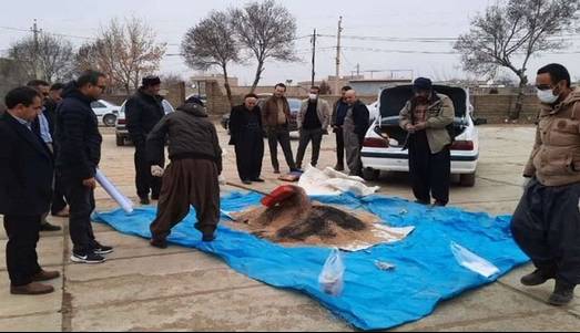 مبارزه همگانی با موش صحرایی در مزارع سقز