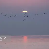 مرغان دریایی در سواحل استان گیلان