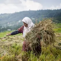 سطح زیر کشت برنج در مازندران به ۲۲۸ هزار هکتار افزایش یافت