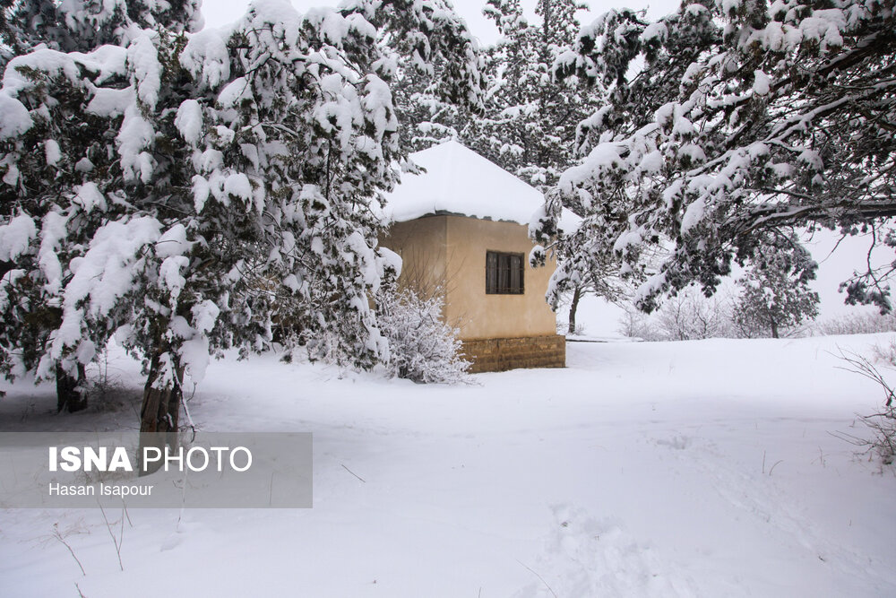 بارش زیبای برف در سوادکوه