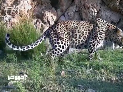 شناسایی 13 قلاده پلنگ در پارک ملی توران