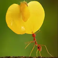 قدرت بالای مورچه در حمل گل!