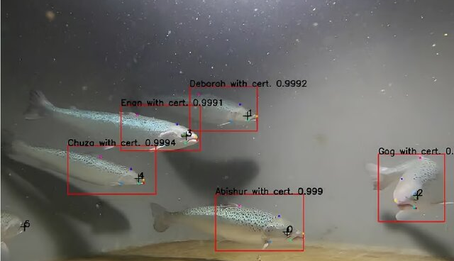 نظارت دائم بر پرورش ماهی‌ها با هوش مصنوعی