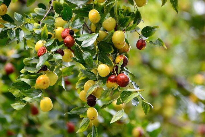 پیش‌بینی برداشت ۲ هزار تن کُنار از باغات استان بوشهر