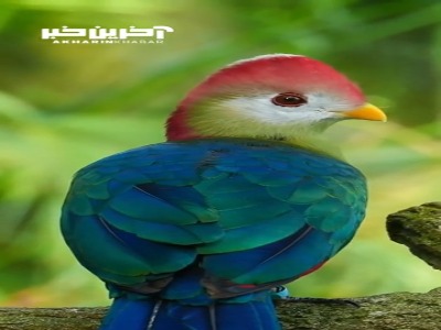 پرنده ی کاکل قرمز Turaco