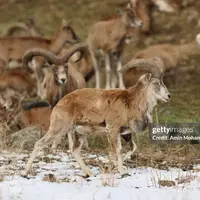 تصاویری جالب از حیوانات در برف اخیر در حوالی تهران