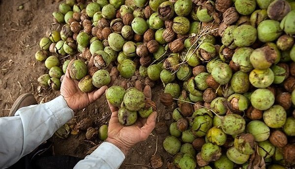 حفاظت از مغز با مصرف این مواد غذایی