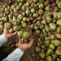 حفاظت از مغز با مصرف این مواد غذایی