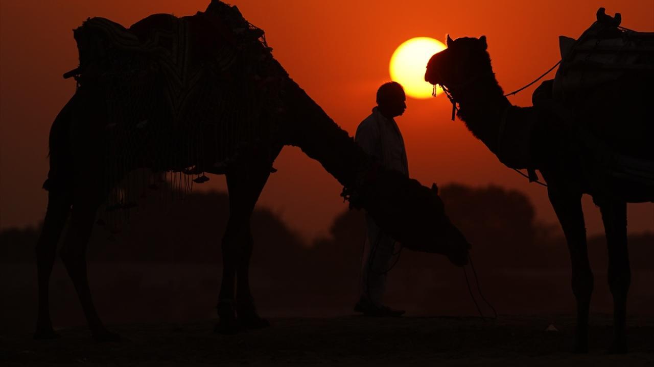 تصاویری دیدنی از شترها هنگام غروب آفتاب