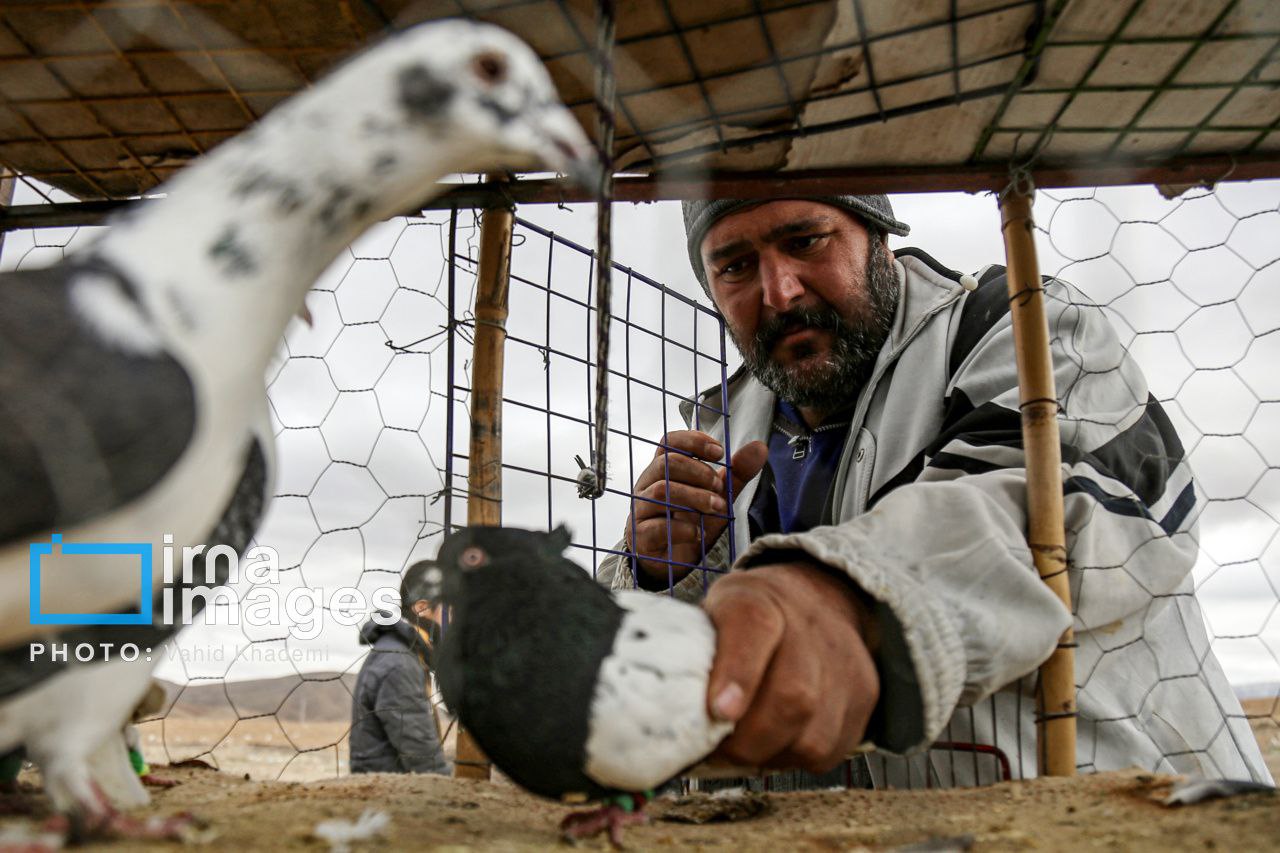 جمعه بازار پرنده فروشان بجنورد