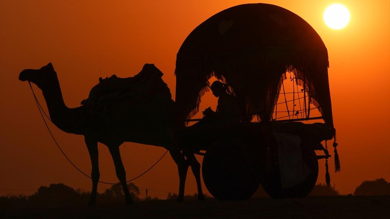 تصاویری دیدنی از شترها هنگام غروب آفتاب