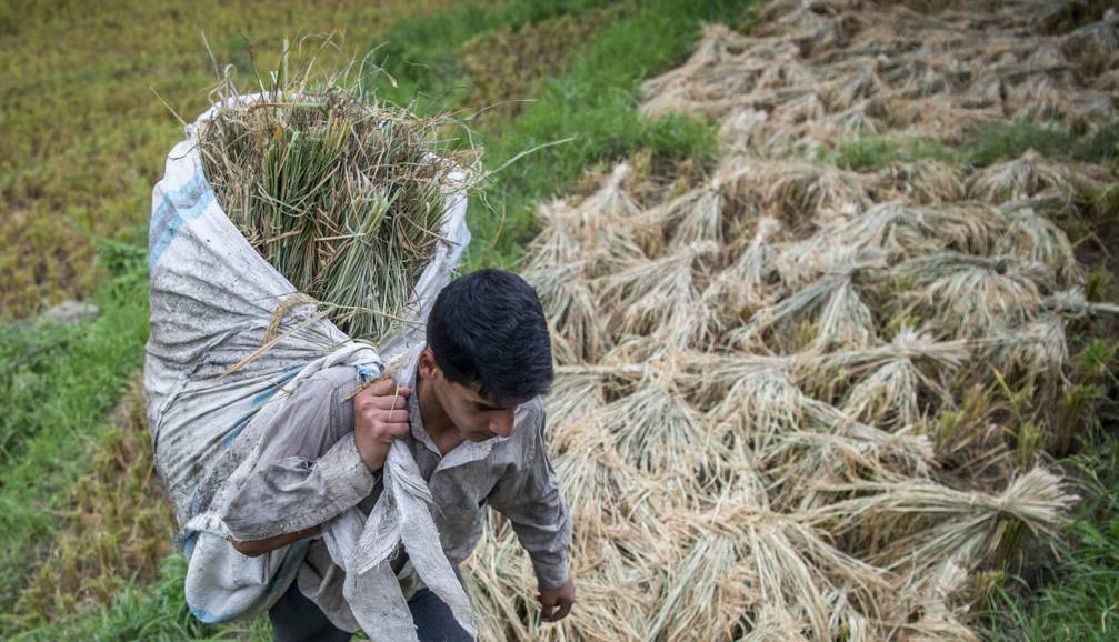 بازگشت ۲۳۸ هزار مترمربع از اراضی کشاورزی مازندران به چرخه تولید