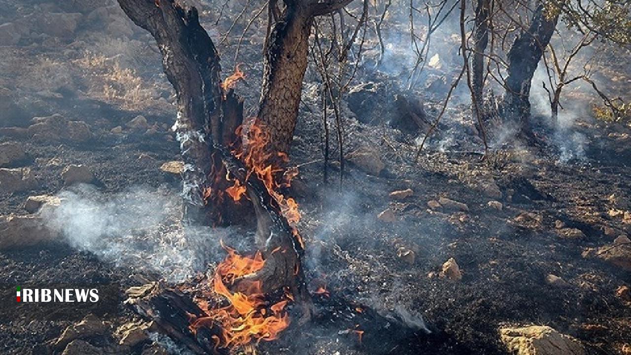 نابودی بیش از 2 میلیون درخت بلوط در لرستان