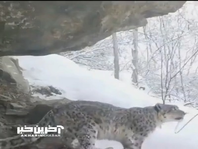 صدای عجیب پلنگ برفی وقتی جفتش را صدا میزند!