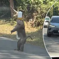 یک میمون پلیس راهنمایی و رانندگی شد!