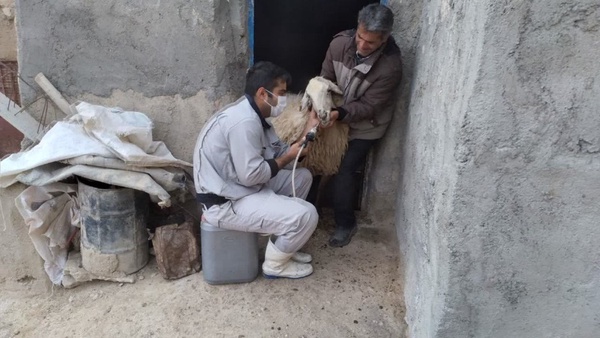 واکسیناسیون 188 هزار رأس دام سبک و سنگین در شیروان