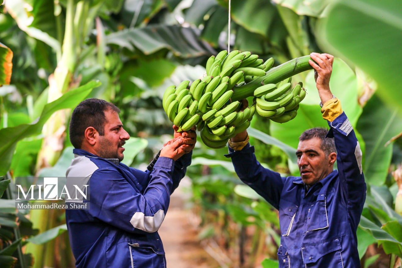 عکس/ کشت موز در نصف جهان