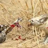 نبرد نفس‌گیر مارمولک خونخوار با مار و روباه