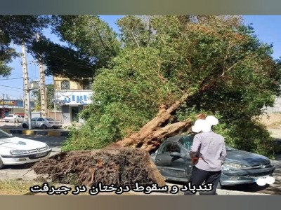 تندباد در جیرفت برخی درختان را از ریشه درآورد