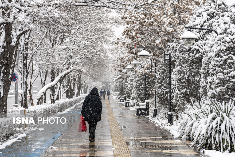 عکس/ بارش زیبای برف در مشهد