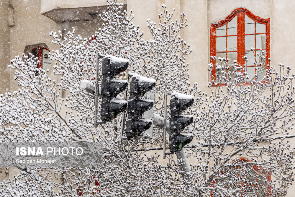 عکس/ بارش زیبای برف در مشهد