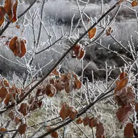 سرما و یخبندان در البرز ماندگار است؛ سقوط آزاد دما در دیزین