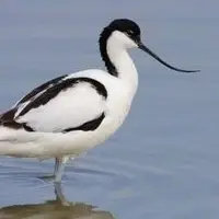 نوک خنجری؛ مهمان زمستانی در شهرستان فومن