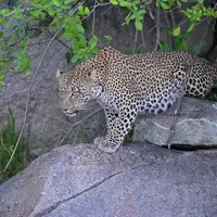 شجاعت شگفت‌انگیز پلنگ مادر برای نجات بچه‌هایش از حمله شیر