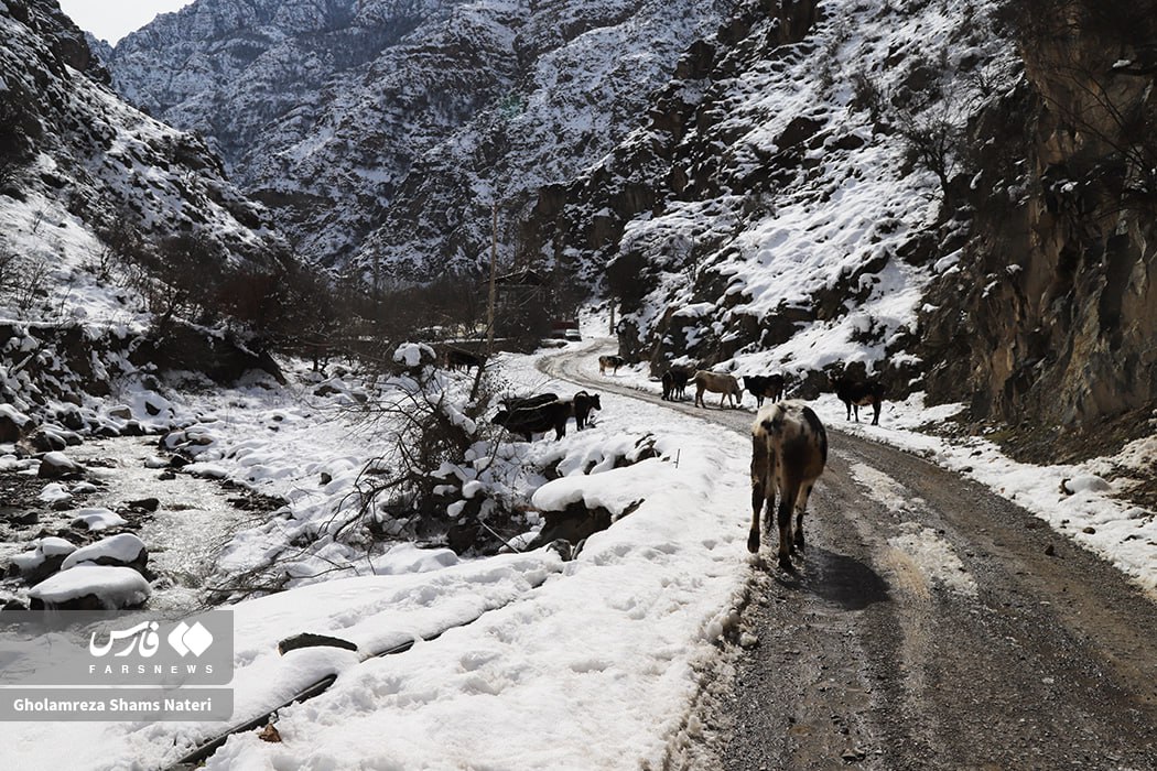 عکس/ طبیعت برفی کوهستان چالوس