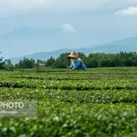 صادرات ۱۱ هزار تن چای ایرانی در ۱۱ ماهه امسال