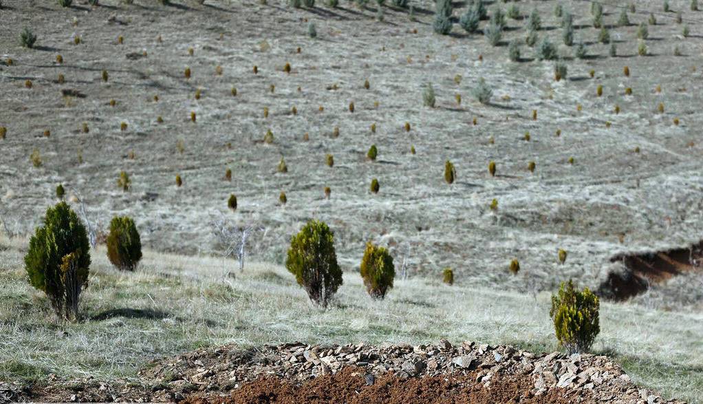 کاشت ۲ هزار اصله نهال در دره گردشگری نورالشهدای اراک 