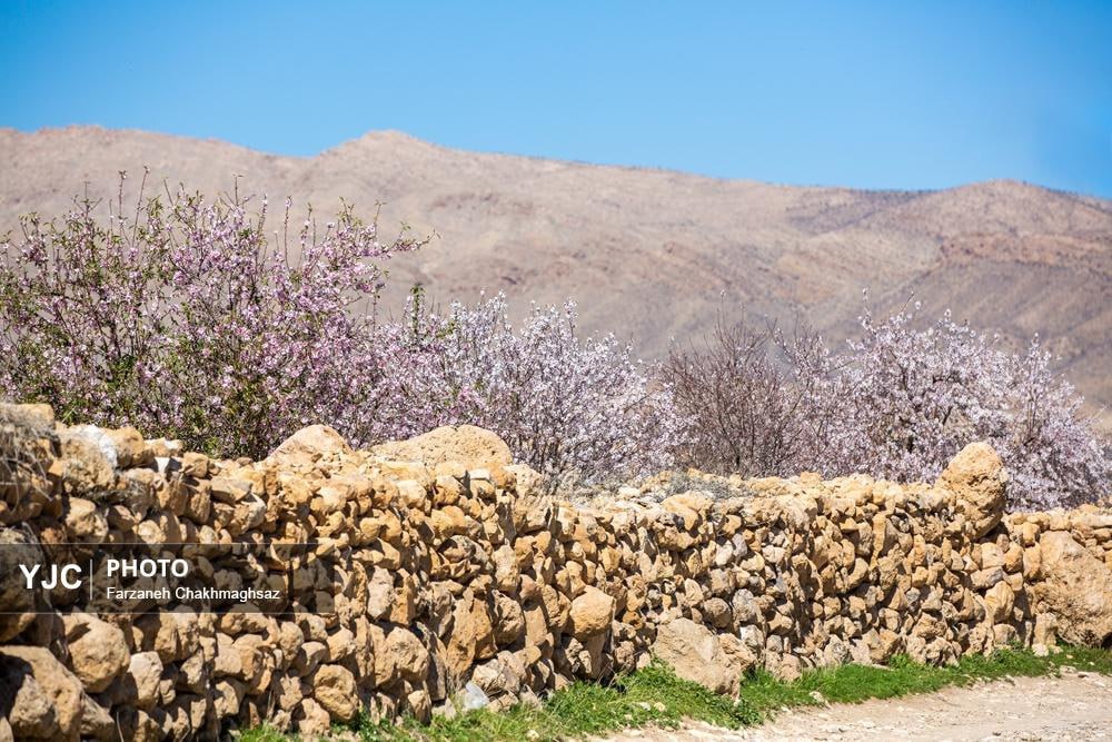 شکوفه‌های زیبای بهاری روستای مهارلو استان فارس