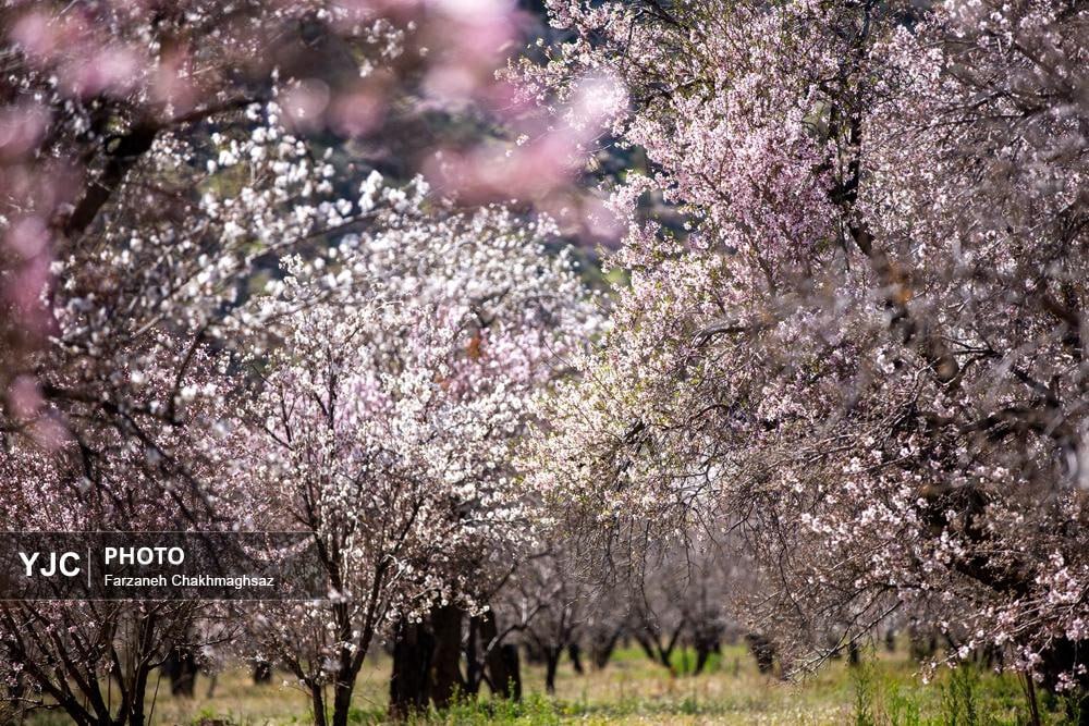 شکوفه‌های زیبای بهاری روستای مهارلو استان فارس