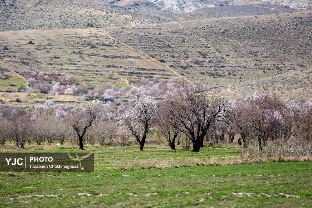 شکوفه‌های زیبای بهاری روستای مهارلو استان فارس