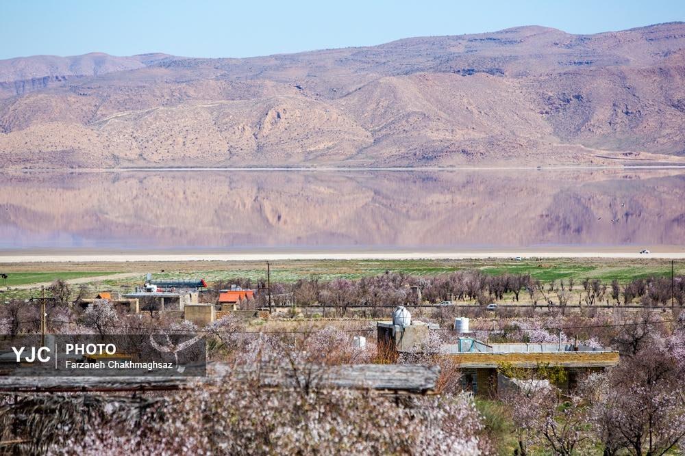 شکوفه‌های زیبای بهاری روستای مهارلو استان فارس