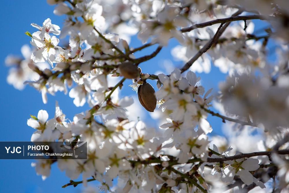 شکوفه‌های زیبای بهاری روستای مهارلو استان فارس