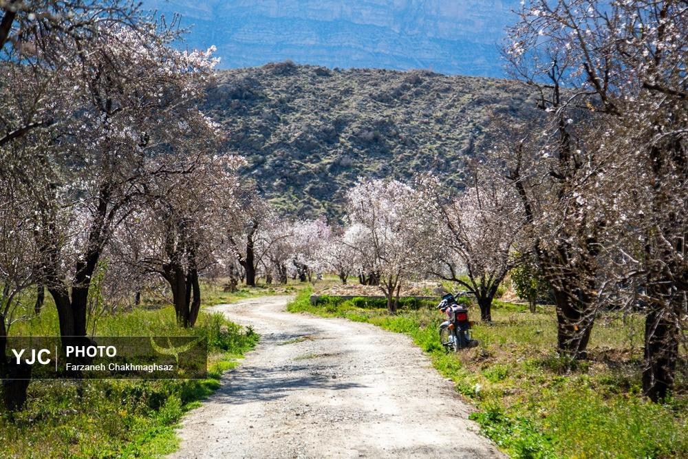 شکوفه‌های زیبای بهاری روستای مهارلو استان فارس