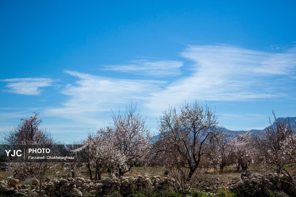 شکوفه‌های زیبای بهاری روستای مهارلو استان فارس